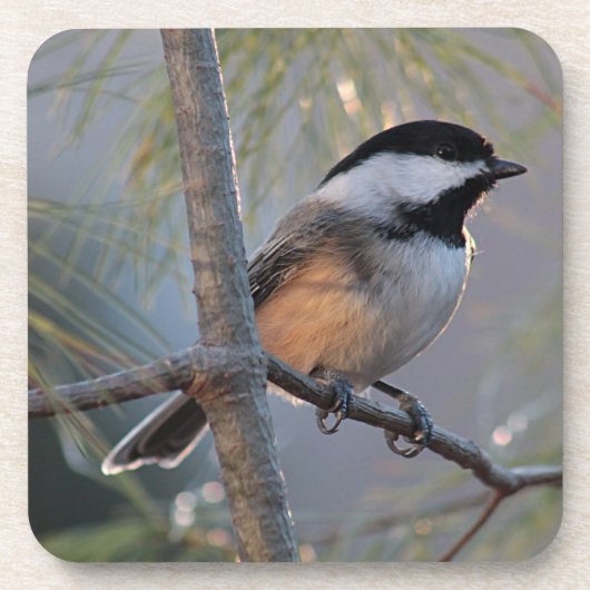 Chickadee Onderzetter (Voorkant)