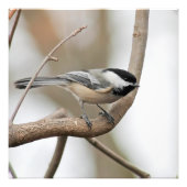 Chickadee op een Branch Square Print Foto Afdruk (Voorkant)