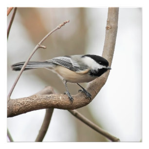Chickadee op een Branch Square Print Foto Afdruk