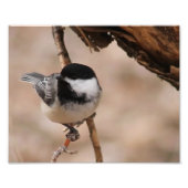 Chickadee Photo Print Foto Afdruk (Voorkant)