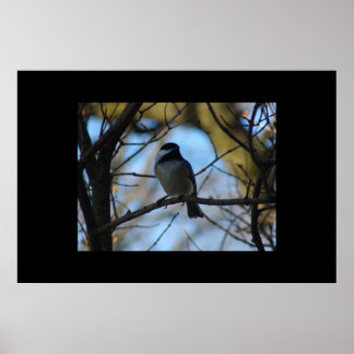 Chickadee Poster