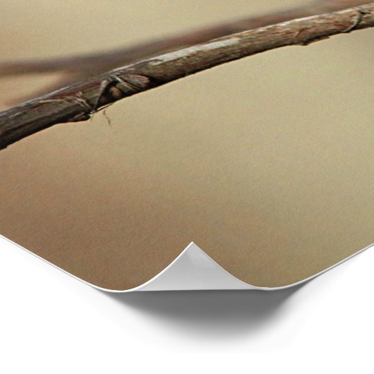 Chickadee Poster (Hoek)