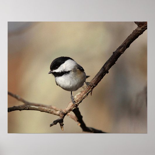 Chickadee Poster (Voorkant)