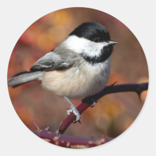 Chickadee Ronde Sticker