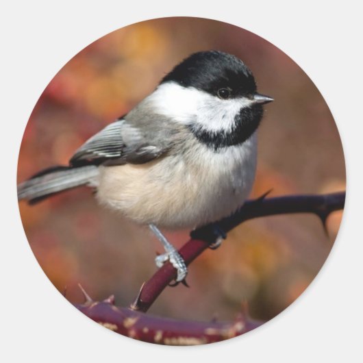 Chickadee Ronde Sticker (Voorkant)