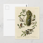 Chickadees and Bushtit, Audubon's Birds of America Briefkaart (Voorkant / Achterkant)
