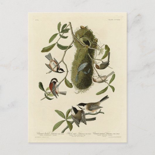 Chickadees and Bushtit, Audubon's Birds of America Briefkaart (Voorkant)