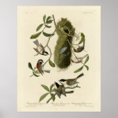 Chickadees and Bushtit, Audubon's Birds of America Poster (Voorkant)
