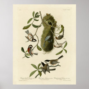 Chickadees and Bushtit, Audubon's Birds of America Poster