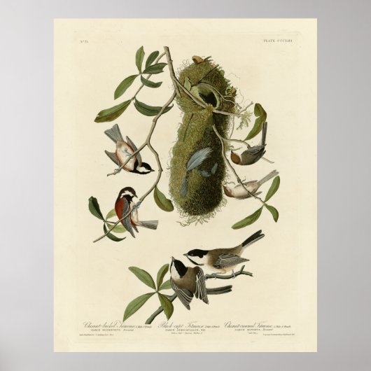 Chickadees and Bushtit, Audubon's Birds of America Poster (Voorkant)