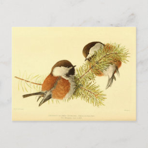 Chickadees Briefkaart