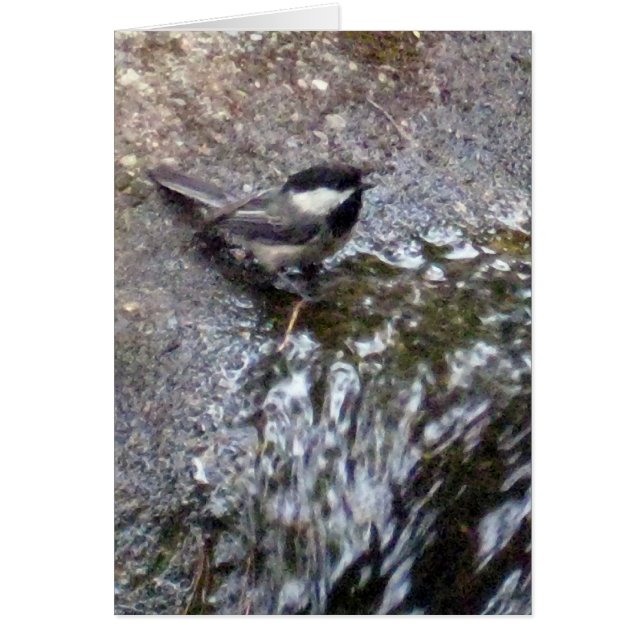 Chickadekaart (Voorkant)