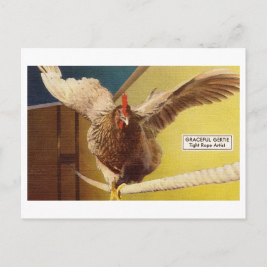 Chicken Acrobat Walking A Tight Rope Oddity Briefkaart (Voorkant)