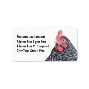 Chicken Afbeelding Barred Rock Laying Hen Etiket