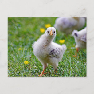Chicken Baby Chick Foto Briefkaart