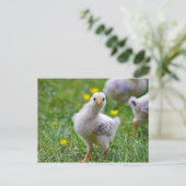 Chicken Baby Chick Foto Briefkaart (Staand voorkant)