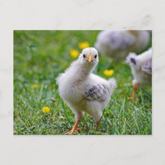 Chicken Baby Chick Foto Briefkaart (Voorkant)