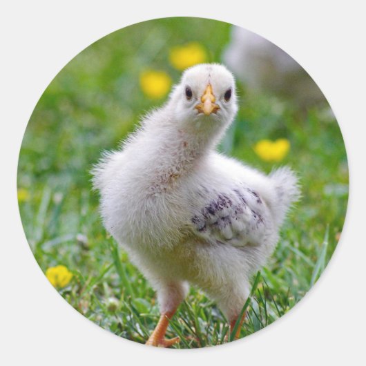Chicken Baby Chick Foto Ronde Sticker (Voorkant)