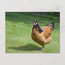 Chicken Black en Gold Vorwerk Photo Briefkaart