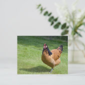 Chicken Black en Gold Vorwerk Photo Briefkaart (Staand voorkant)