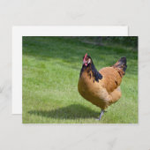 Chicken Black en Gold Vorwerk Photo Briefkaart (Voorkant / Achterkant)