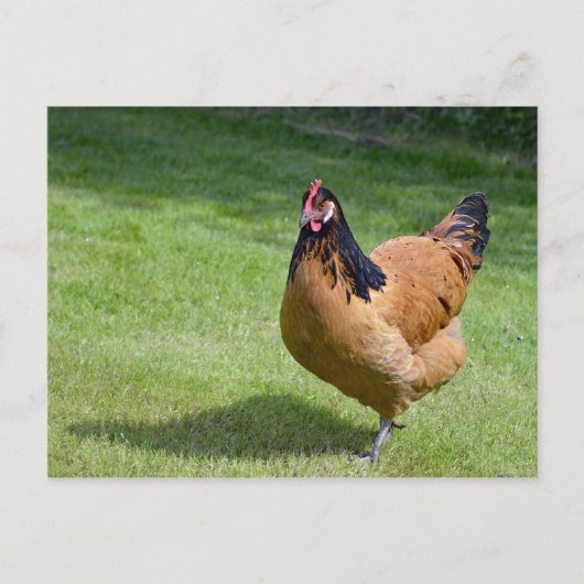 Chicken Black en Gold Vorwerk Photo Briefkaart (Voorkant)