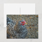Chicken Black en White Hen Photo Briefkaart (Voorkant / Achterkant)