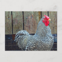 Chicken Black en White Rooster Photo