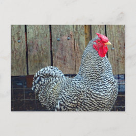 Chicken Black en White Rooster Photo Briefkaart
