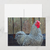 Chicken Black en White Rooster Photo Briefkaart (Voorkant / Achterkant)