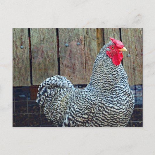 Chicken Black en White Rooster Photo Briefkaart (Voorkant)