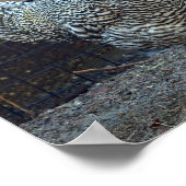 Chicken Black en White Rooster Photo Poster (Hoek)