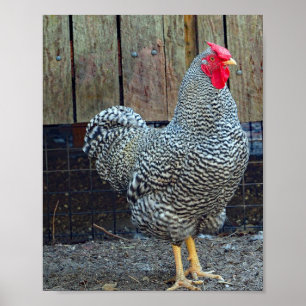 Chicken Black en White Rooster Photo Poster