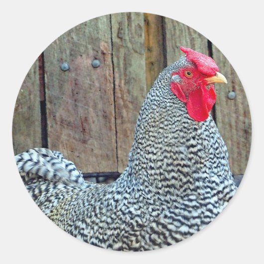 Chicken Black en White Rooster Photo Ronde Sticker (Voorkant)
