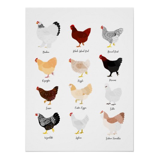 chicken breeds chart perfect poster (Voorkant)