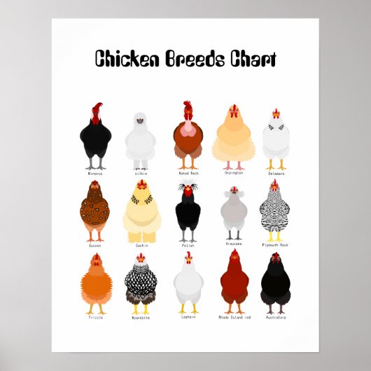 chicken breeds chart poster (Voorkant)