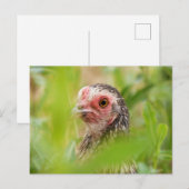 Chicken Briefkaart (Voorkant / Achterkant)