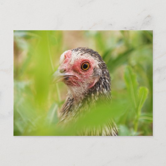 Chicken Briefkaart (Voorkant)