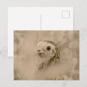 Chicken Briefkaart (Voorkant / Achterkant)