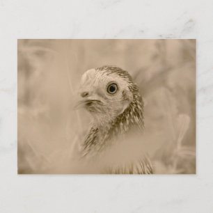 Chicken Briefkaart