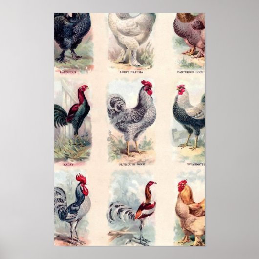 Chicken Briet Vintage Poster (Voorkant)