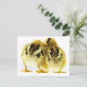 Chicken Butt Briefkaart (Staand voorkant)