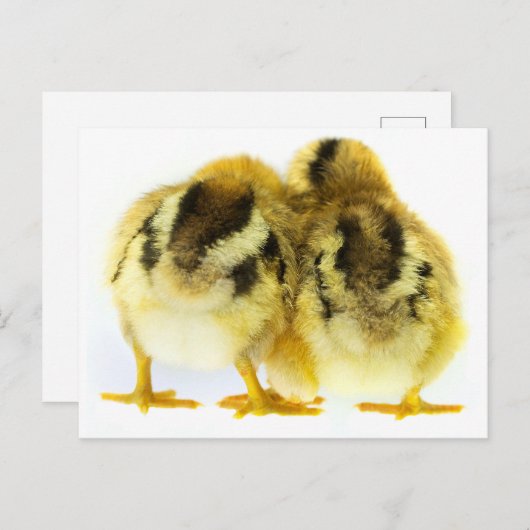 Chicken Butt Briefkaart (Voorkant / Achterkant)