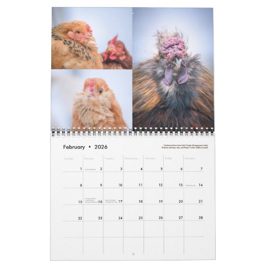 Chicken Calendar Kalender (Feb 2026)