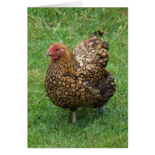 Chicken Card (Voorkant)