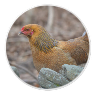 Chicken Ceramic Knob Keramische Knop