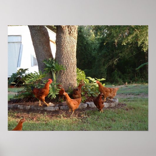 Chicken Chant Poster (Voorkant)