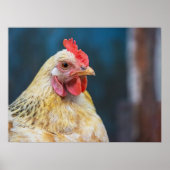 Chicken Close-up Poster (Voorkant)