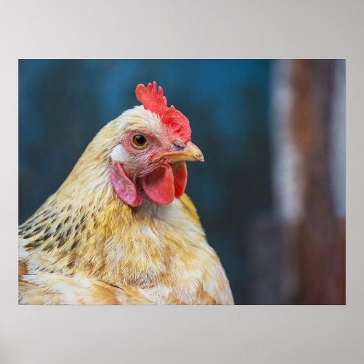 Chicken Close-up Poster (Voorkant)