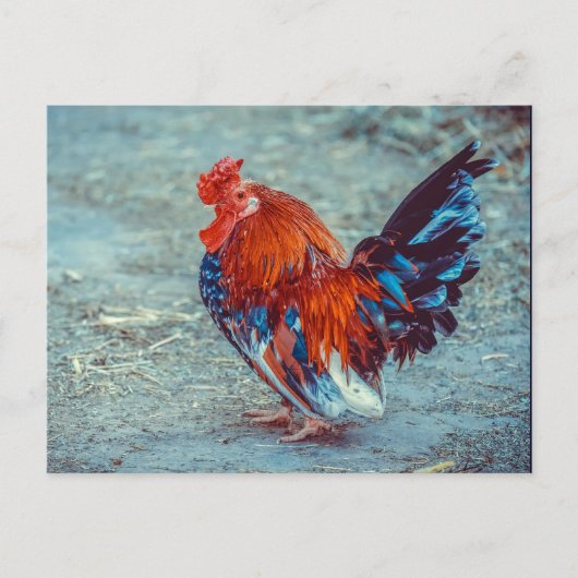 Chicken Colorful Rooster Photo Briefkaart (Voorkant)